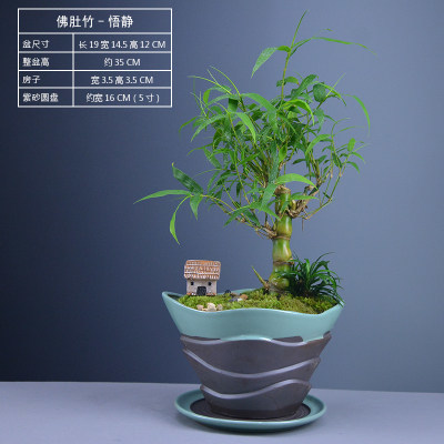 盆栽室内大肚办公观赏绿植佛肚竹 好评好店