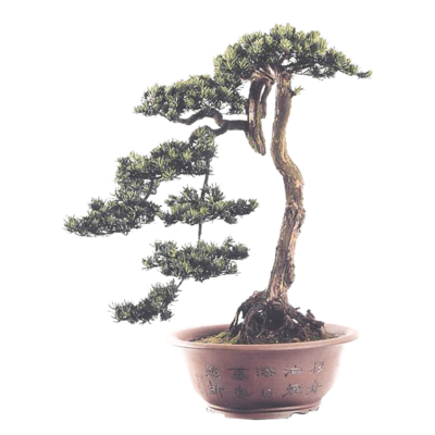 风景松绿植盆栽